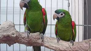 Како да се грижите за папагалите кога се чувате дома